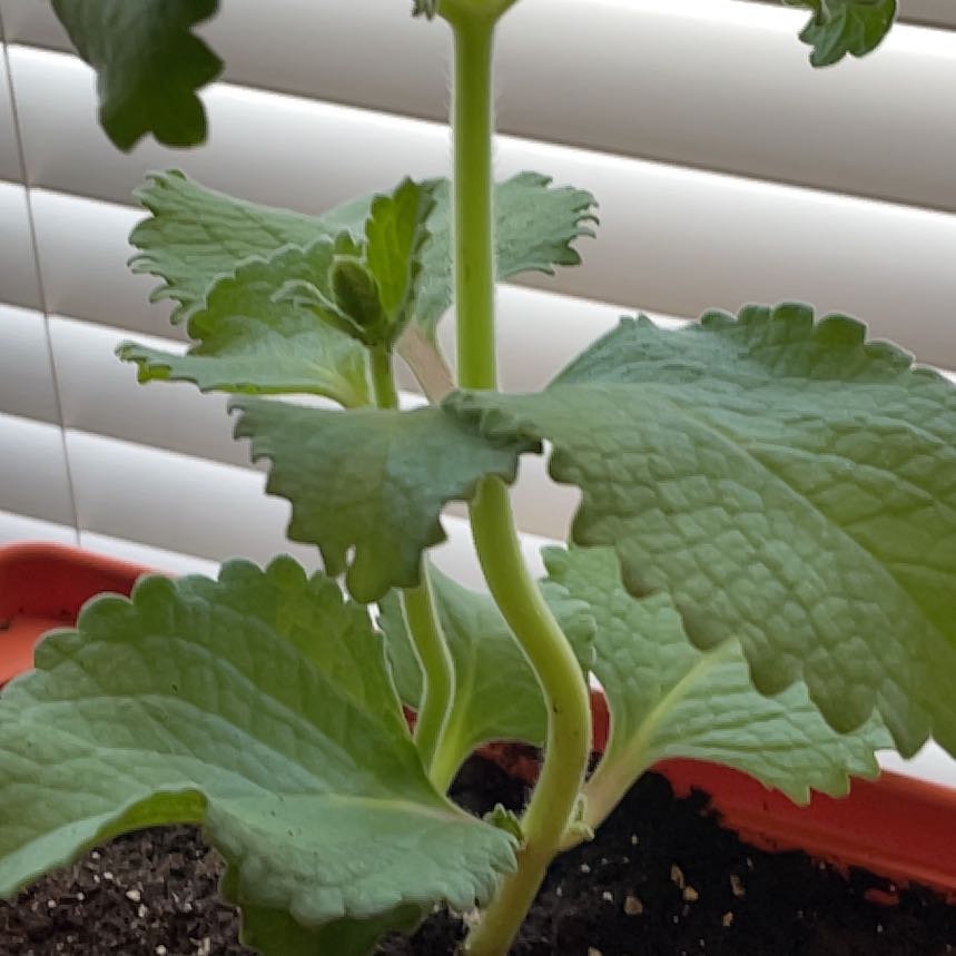 Photo of the plant species Round-leaved oregano by @FairSucculents named Oscar on Greg, the plant care app