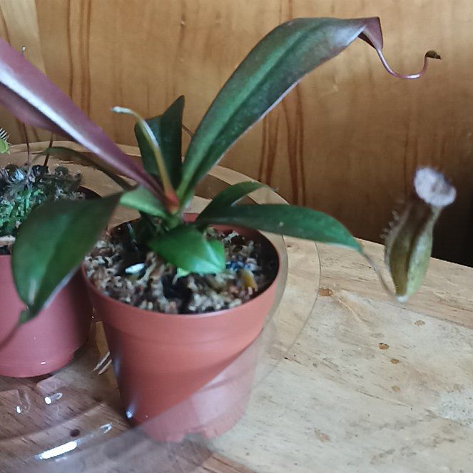 Photo of the plant species pitcher plant by @BigSunsetbells named Mollie on Greg, the plant care app