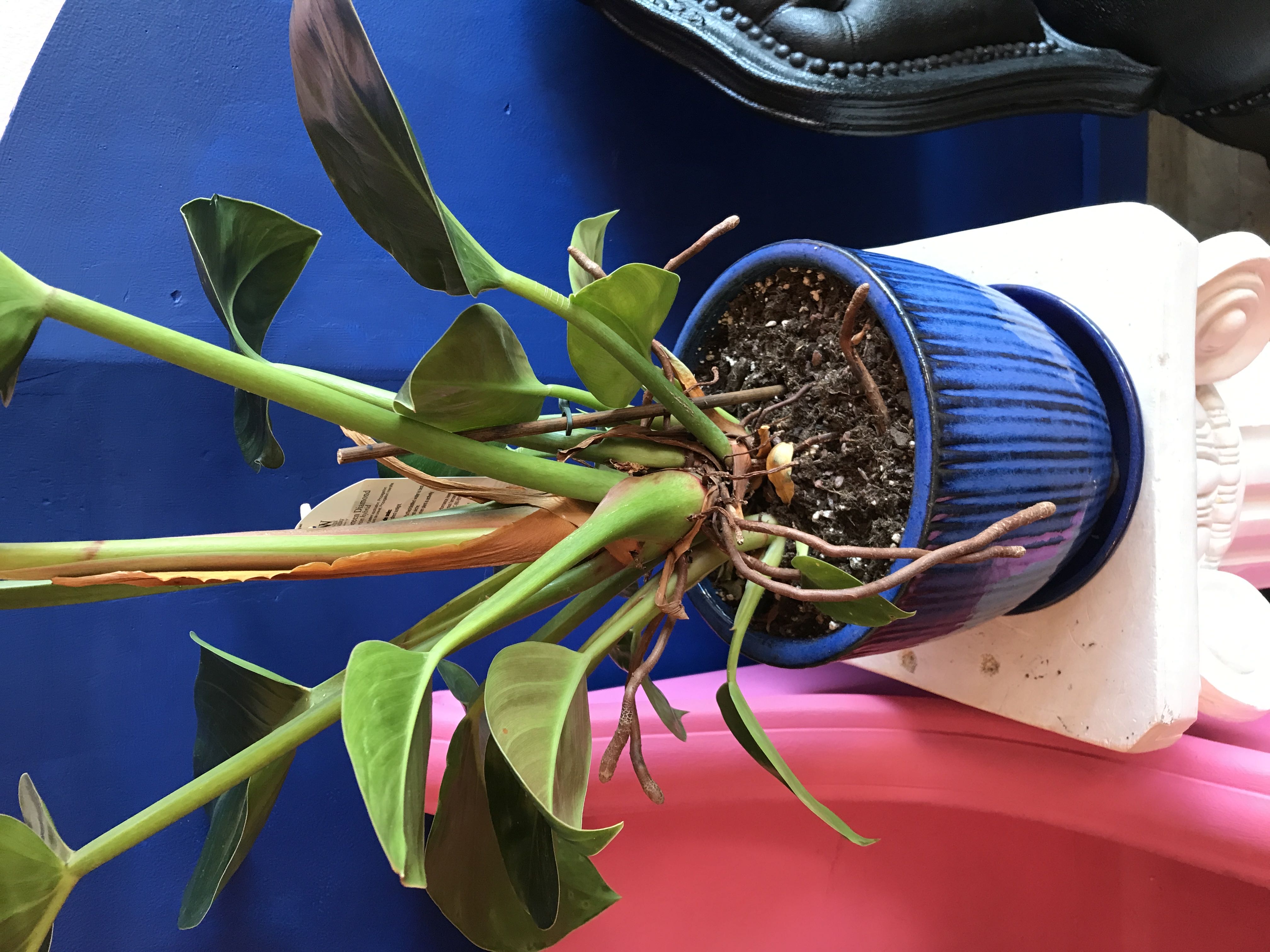 Photo from the post