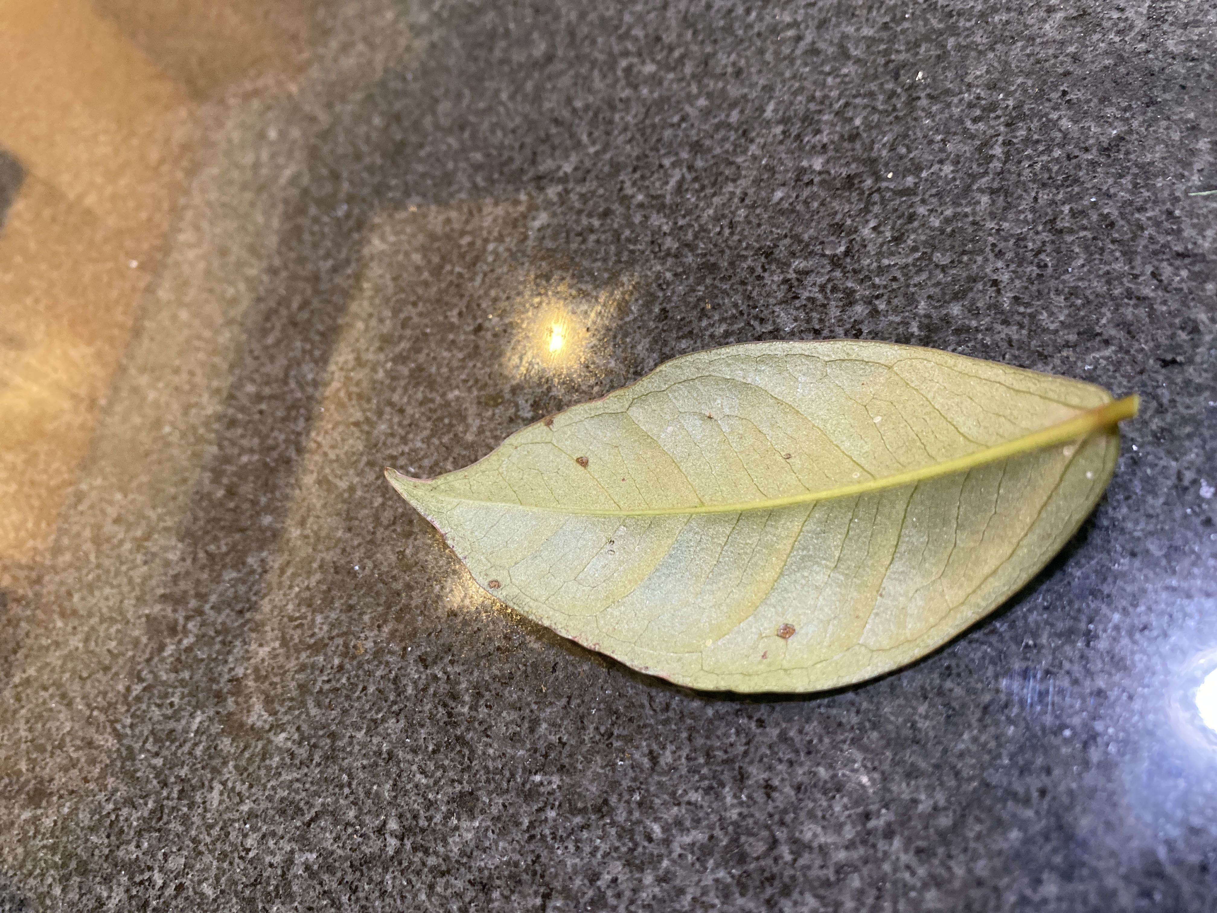Keep Your String of Frogs Alive: Light, Water & Care Instructions