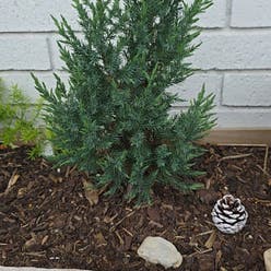 Sargent Juniper plant