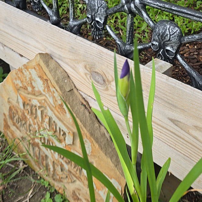 Photo of the plant species African Lily by @SpunkyBlueiris named Figyonce on Greg, the plant care app