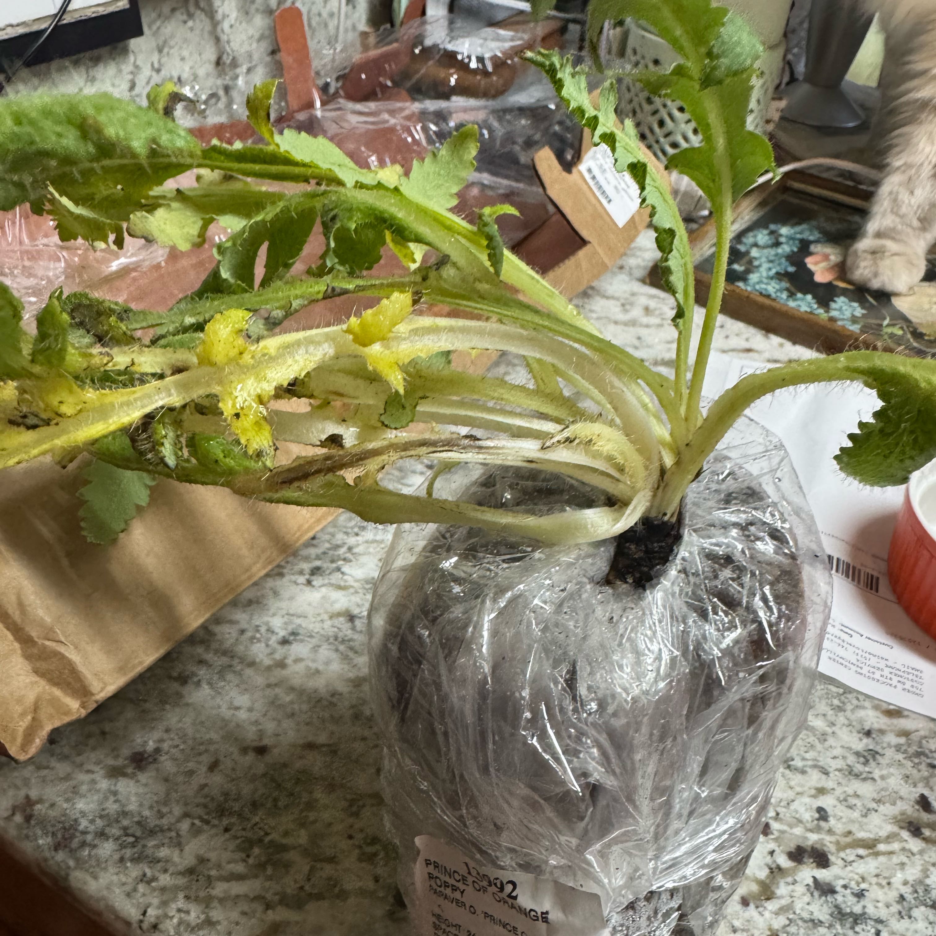 Photo of the plant species Spiny Sowthistle by @DelightedGuasca named Demi on Greg, the plant care app