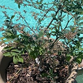 Photo of the plant species Brightwell Rabbit Eye Blueberry by @GroovyCactus named Bloopberry on Greg, the plant care app