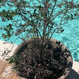 Photo of the plant species Powder Blue Rabbit Eye Blueberry by @GroovyCactus named Blepberry on Greg, the plant care app