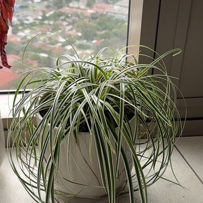 Photo of the plant species Carex Feather Falls by @ChosenClubcoral named Sage on Greg, the plant care app