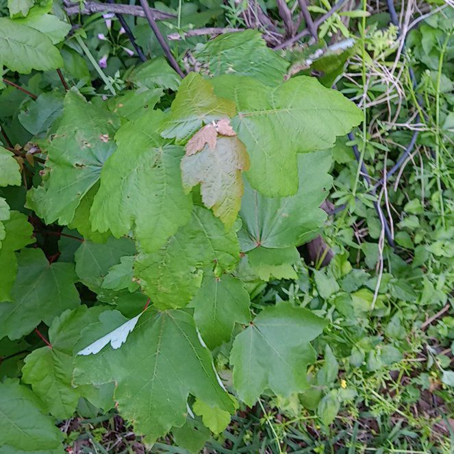 Photo of the plant species Italian Maple by @CoolSandcarpet named Coco on Greg, the plant care app