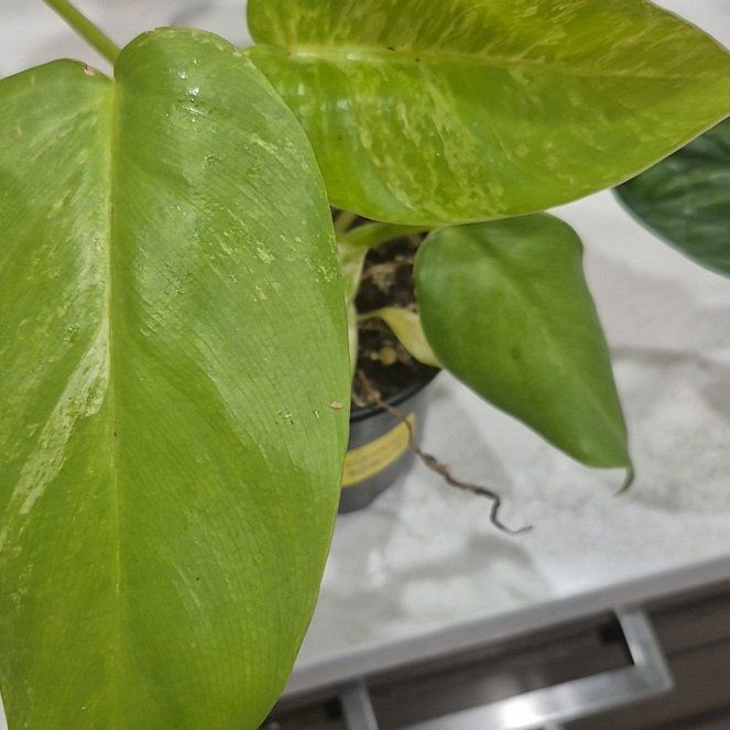 Photo of the plant species Philodendron giganteum Variegated Blizzard by @BrawnyTexassage named Apollo on Greg, the plant care app