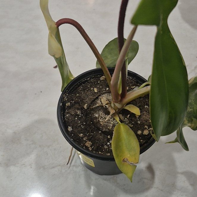 Photo of the plant species Philodendron 'Florida Beauty' by @BrawnyTexassage named Beckham on Greg, the plant care app