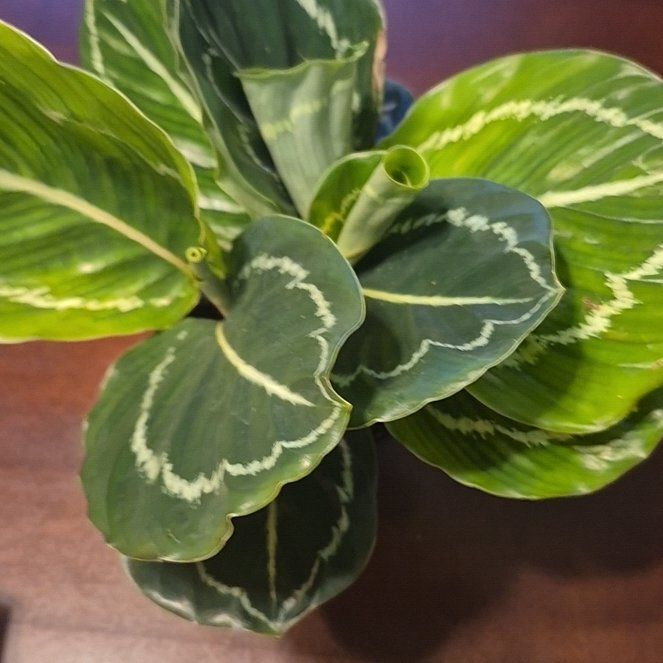 Photo of the plant species Green Goddess by @BrawnyTexassage named Ulysses S Plant on Greg, the plant care app