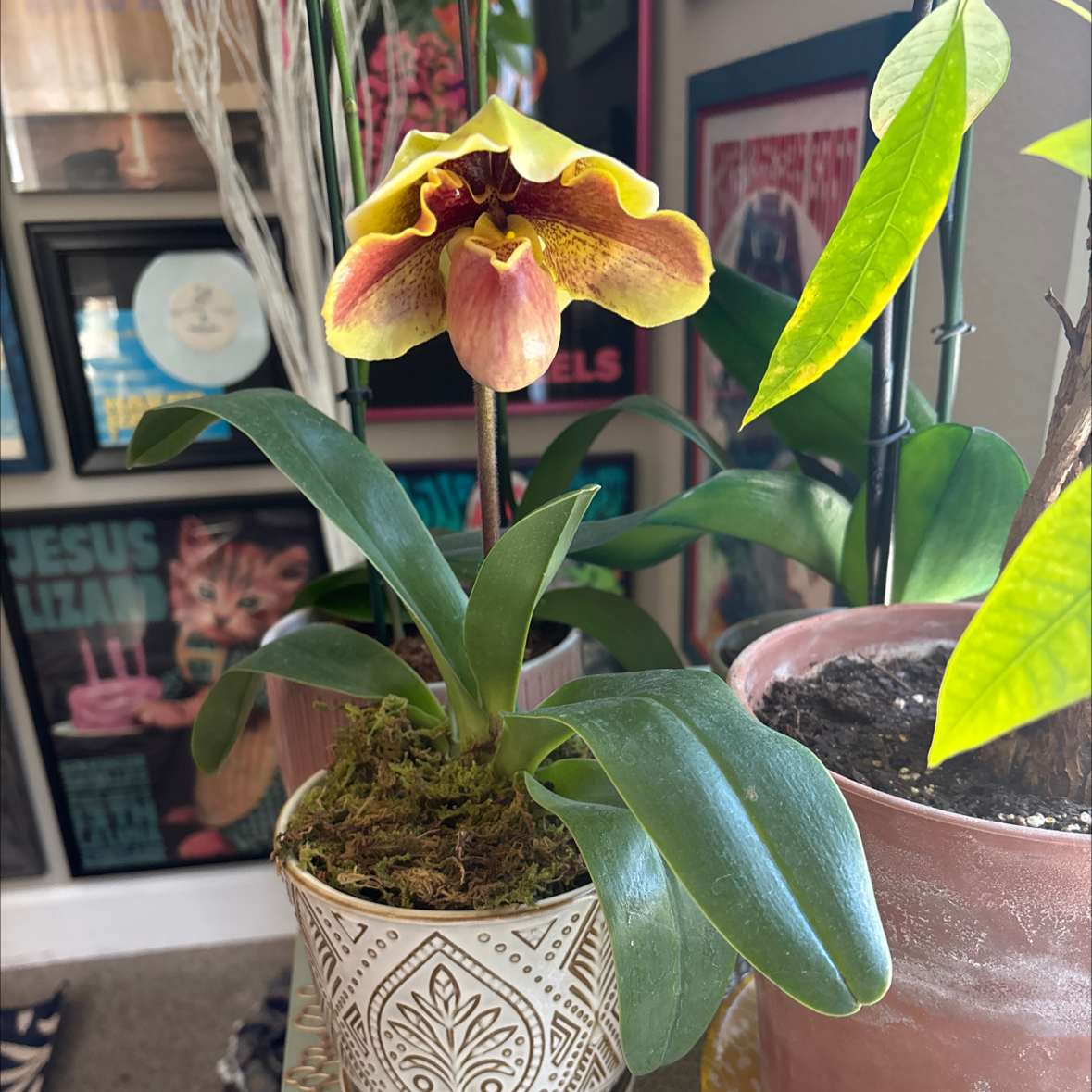 Photo of the plant species Paphiopedilum Orchid by @TheBayou named UP Office—Shine on Greg, the plant care app