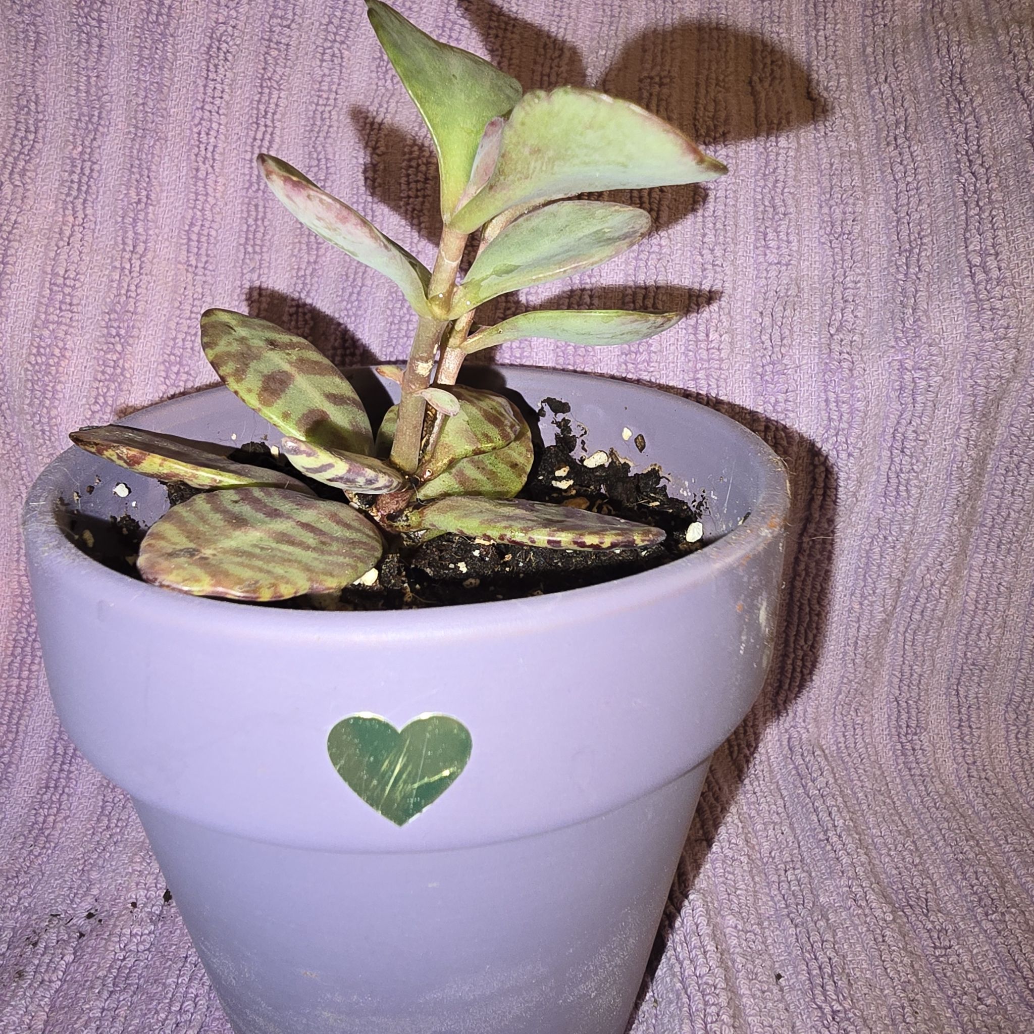 Photo of the plant species kalanchoe Partridge by @bagara1028 named Mollie on Greg, the plant care app