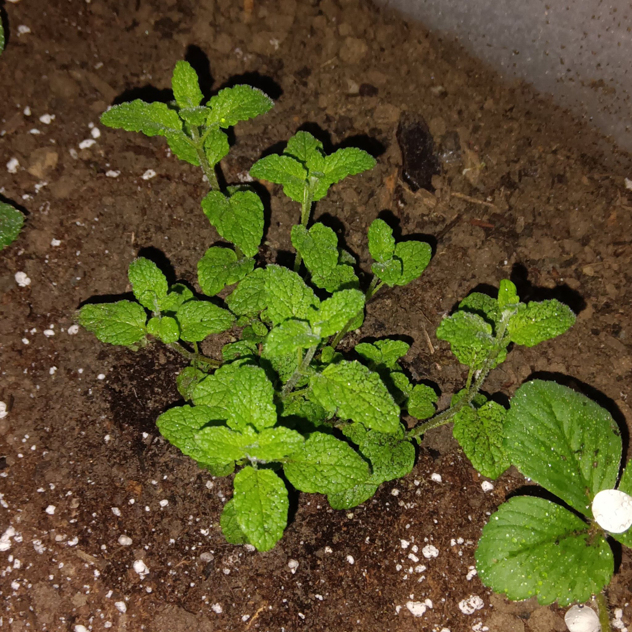 Photo of the plant species strawberry mint by @GallantTomato named Dolores on Greg, the plant care app