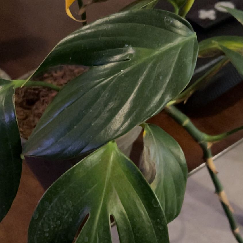 Tree Diddy | A plant by @GutsyRoyalfern on Greg