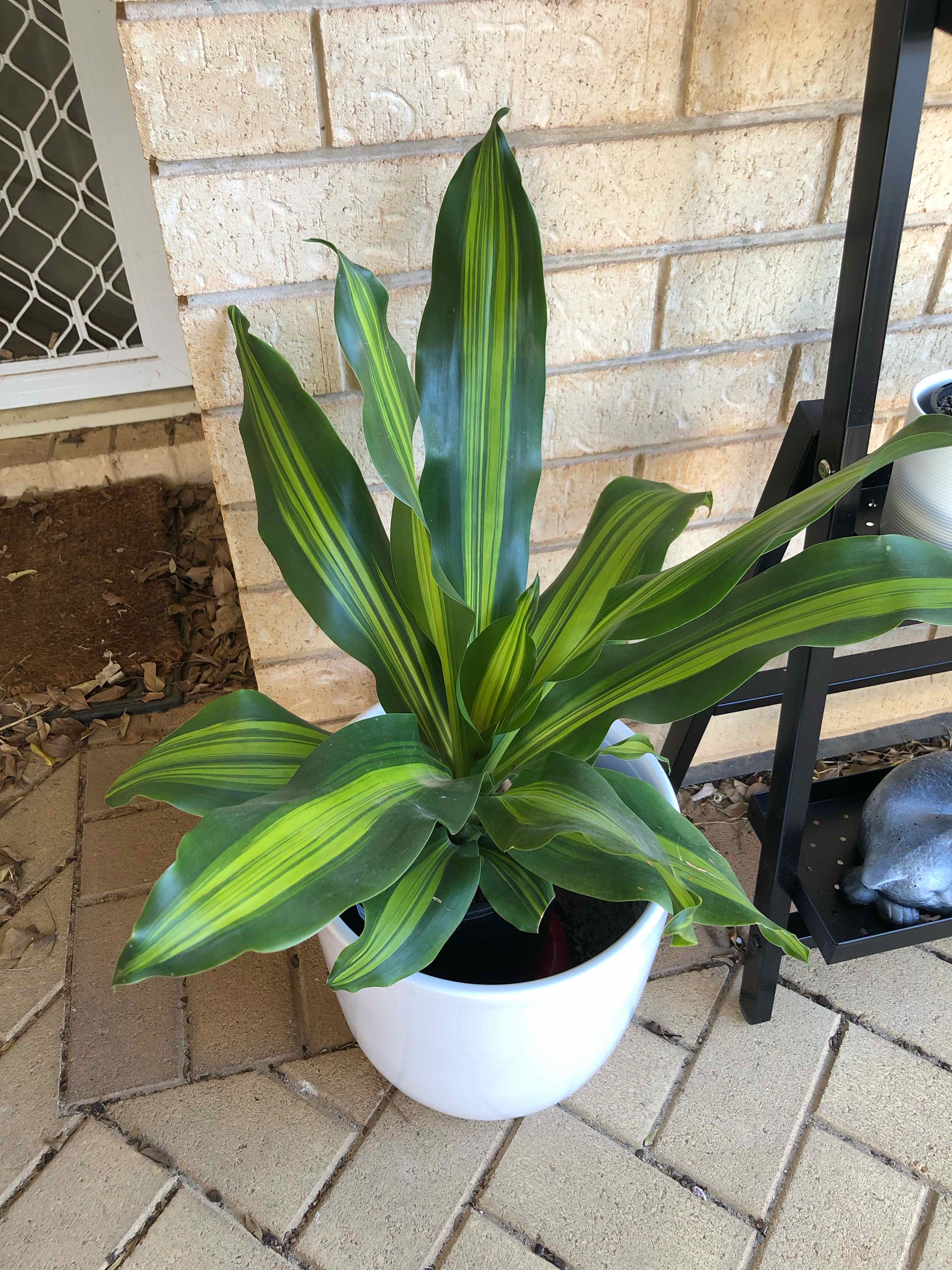 Dracaena 'Golden Heart' plant in a white pot on a tiled floor, healthy with vibrant green and yellow-striped leaves.