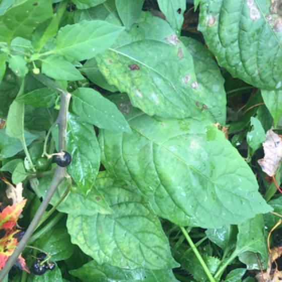 Photo of the plant species Bittersweet by @GuruCherryred named Remington on Greg, the plant care app