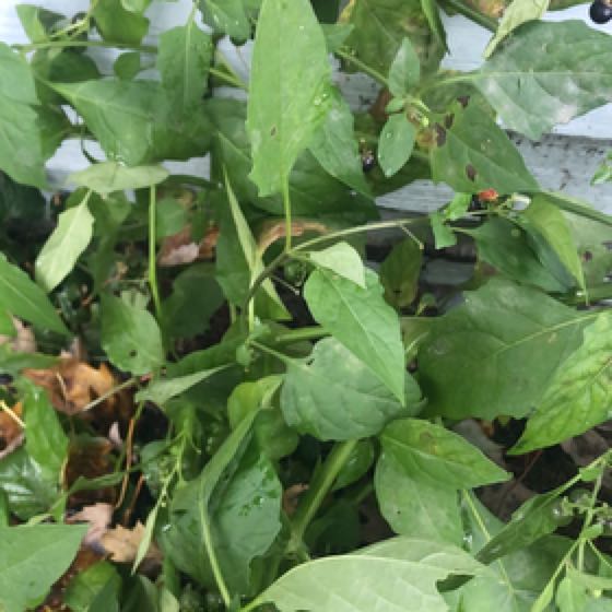 Photo of the plant species American Black Nightshade by @GuruCherryred named Girlfrond on Greg, the plant care app