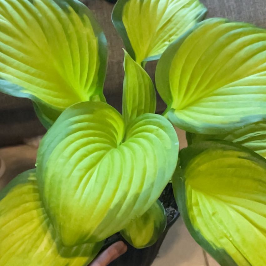 Photo of the plant species Hosta 'Satisfaction' by @WeightyJavafern named Eva on Greg, the plant care app