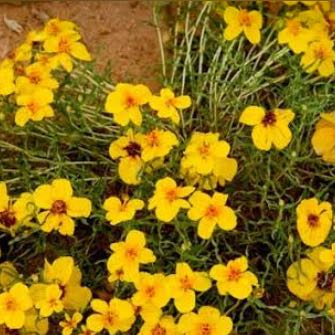 Photo of the plant species Rocky Mountain Zinnia by @PlayfulNinebark named Gaga on Greg, the plant care app