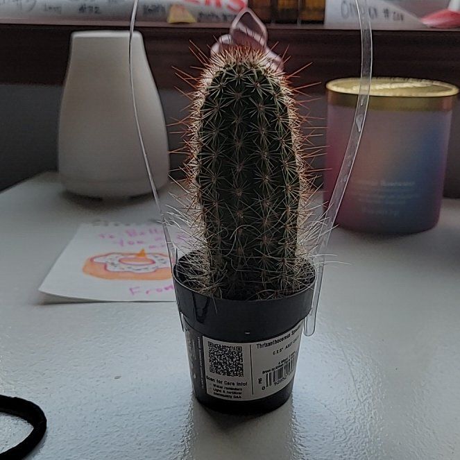 Photo of the plant species Assorted Thrixanthocereus by @PoshBaibua named Beyonce on Greg, the plant care app