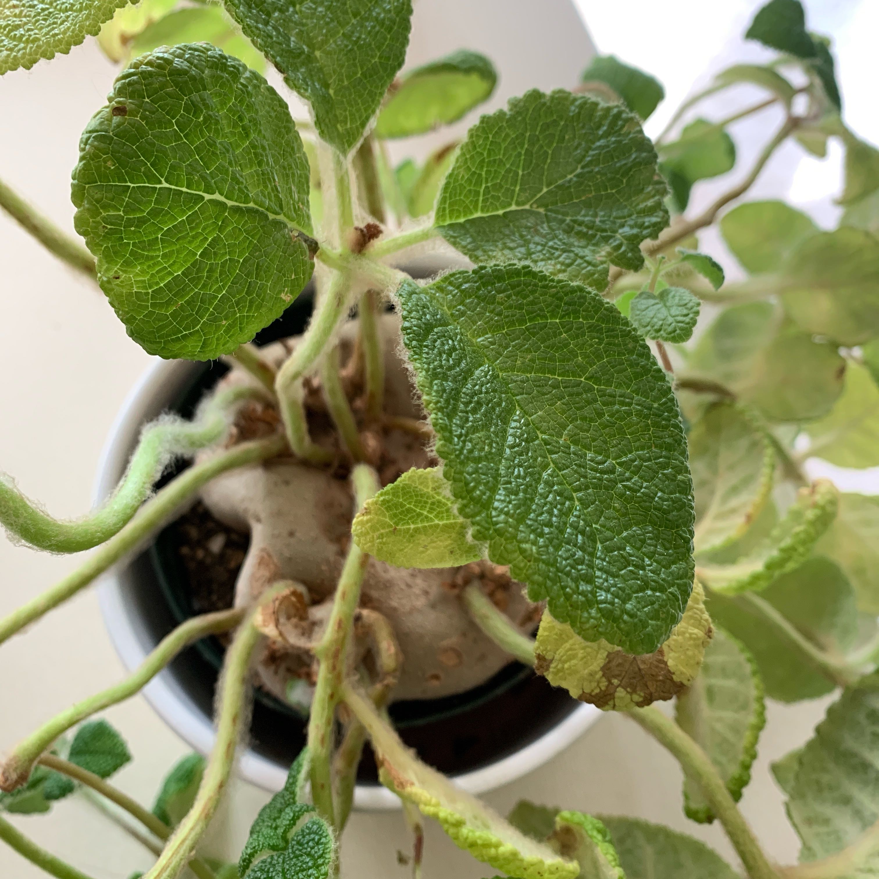 Photo of the plant species Sinningia bullata by @MentorClubcoral named Spike Leaves on Greg, the plant care app