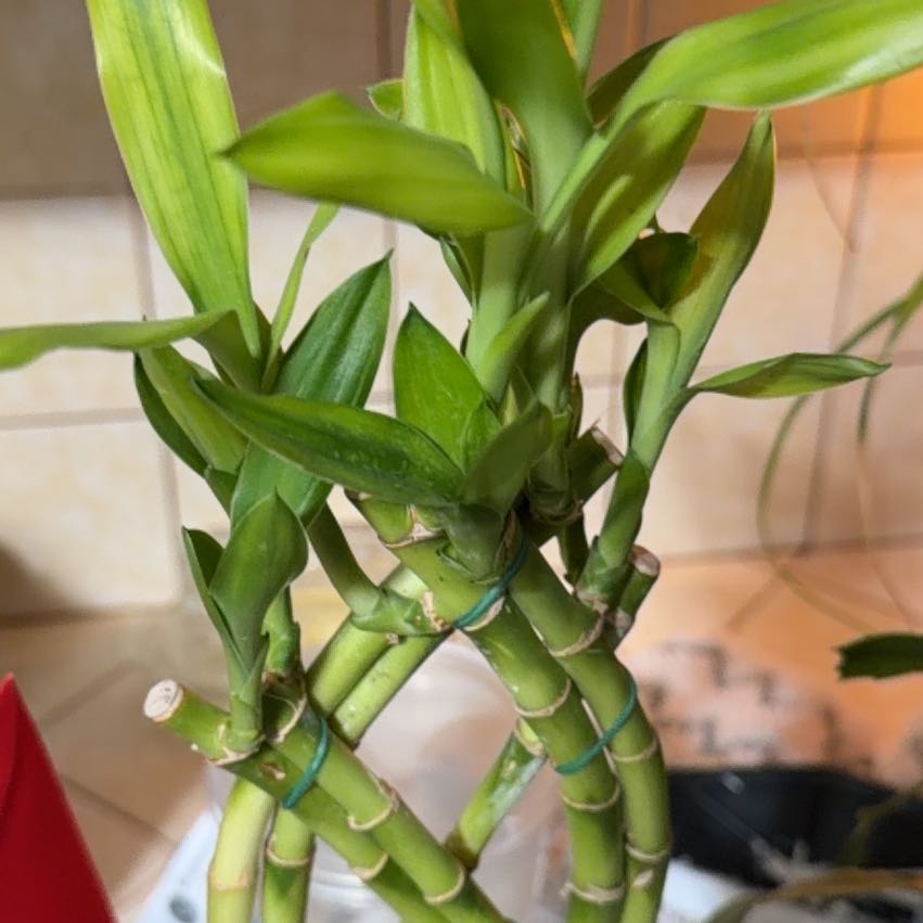Photo of the plant species American Water Plantain by @GoldenPinebush named Eva on Greg, the plant care app