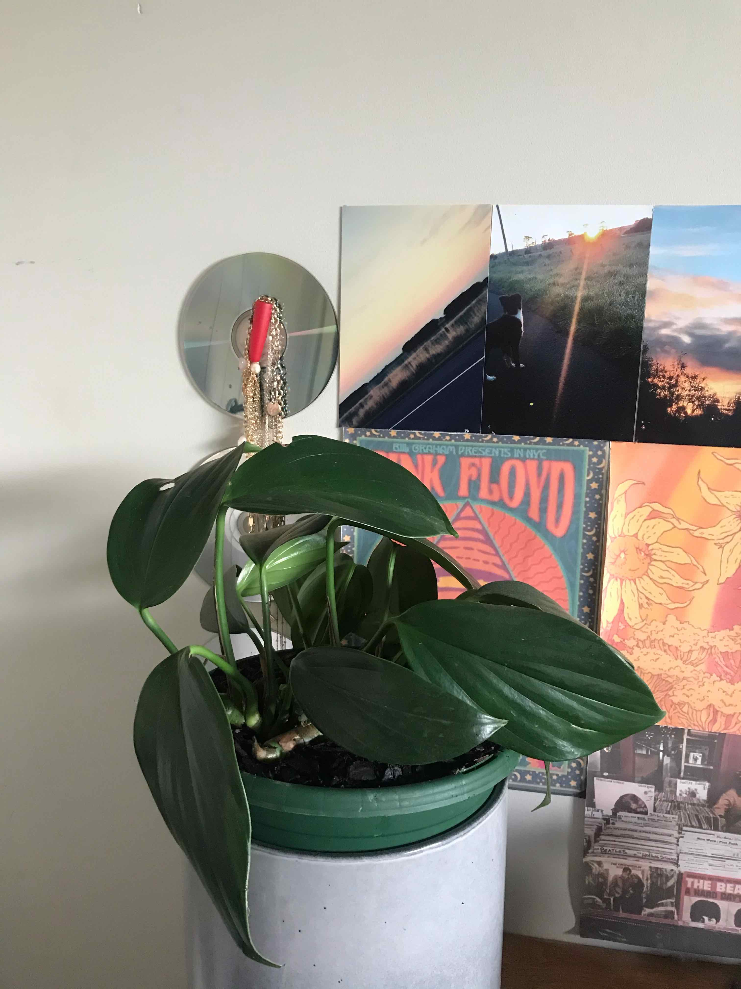 Dragon Tail Plant in a pot with large, glossy green leaves, placed on a cylindrical stand.