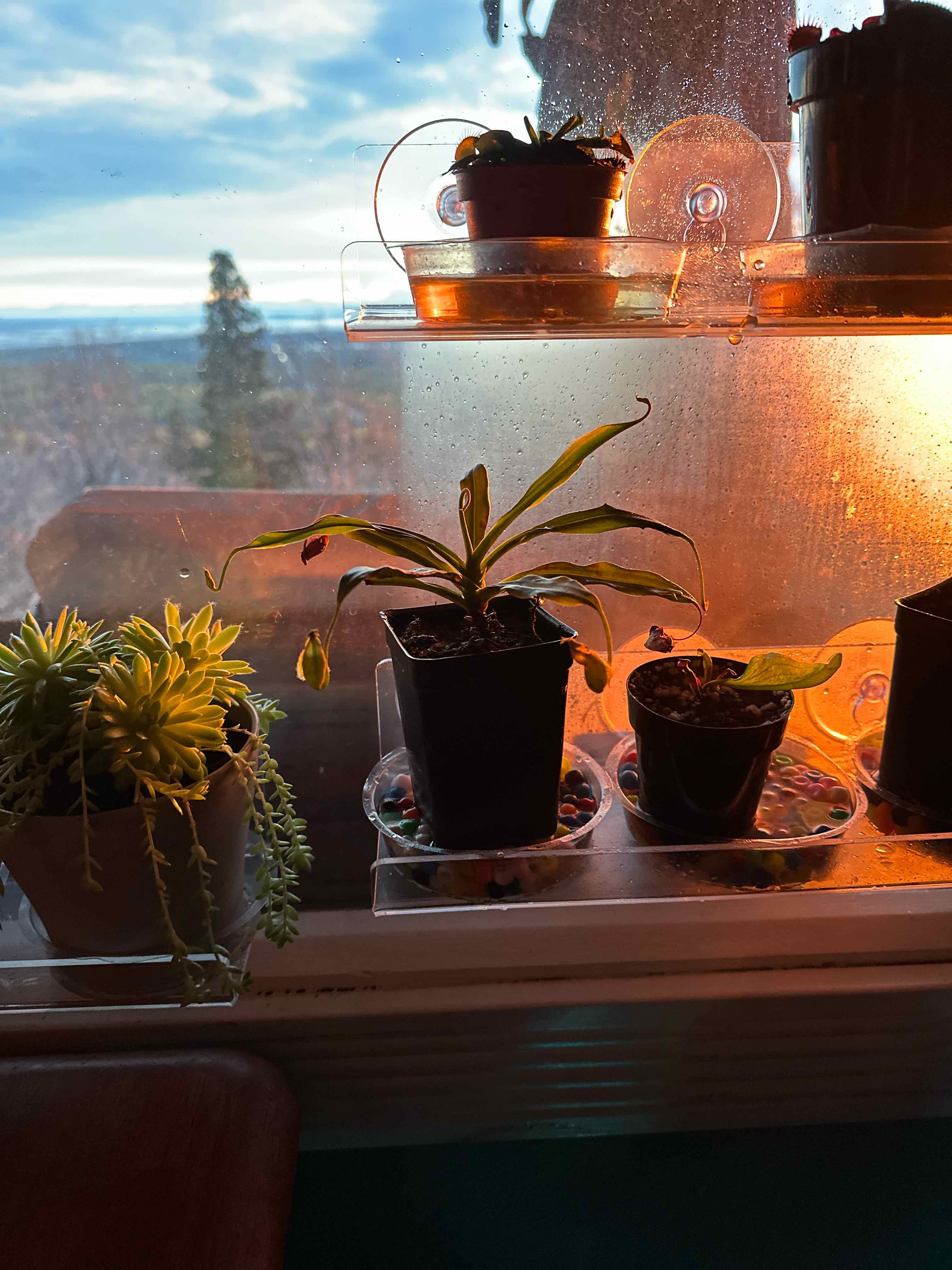 Photo of the plant species pitcher plant by @MagneticBigfoot named Sahara on Greg, the plant care app