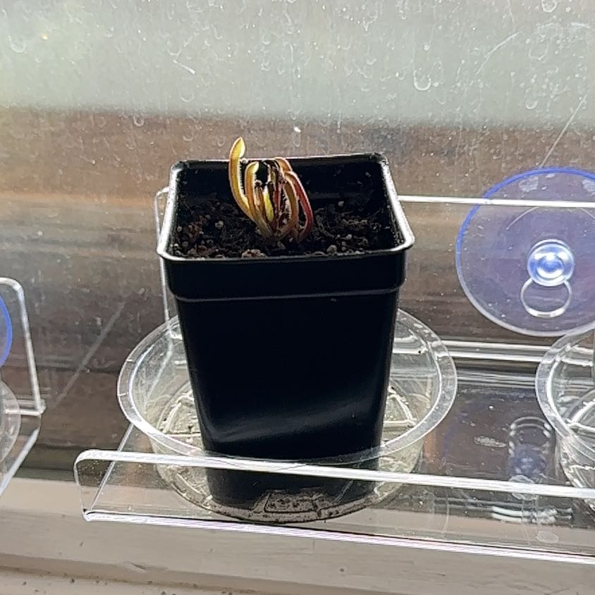 Photo of the plant species Sun Pitcher Plant by @MagneticBigfoot named Dax on Greg, the plant care app