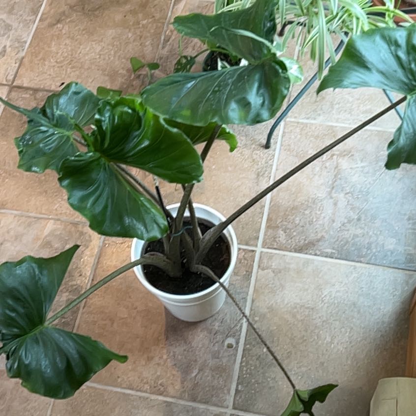 Photo of the plant species Stingray Plant by @PurelyDracaena named Mochi on Greg, the plant care app