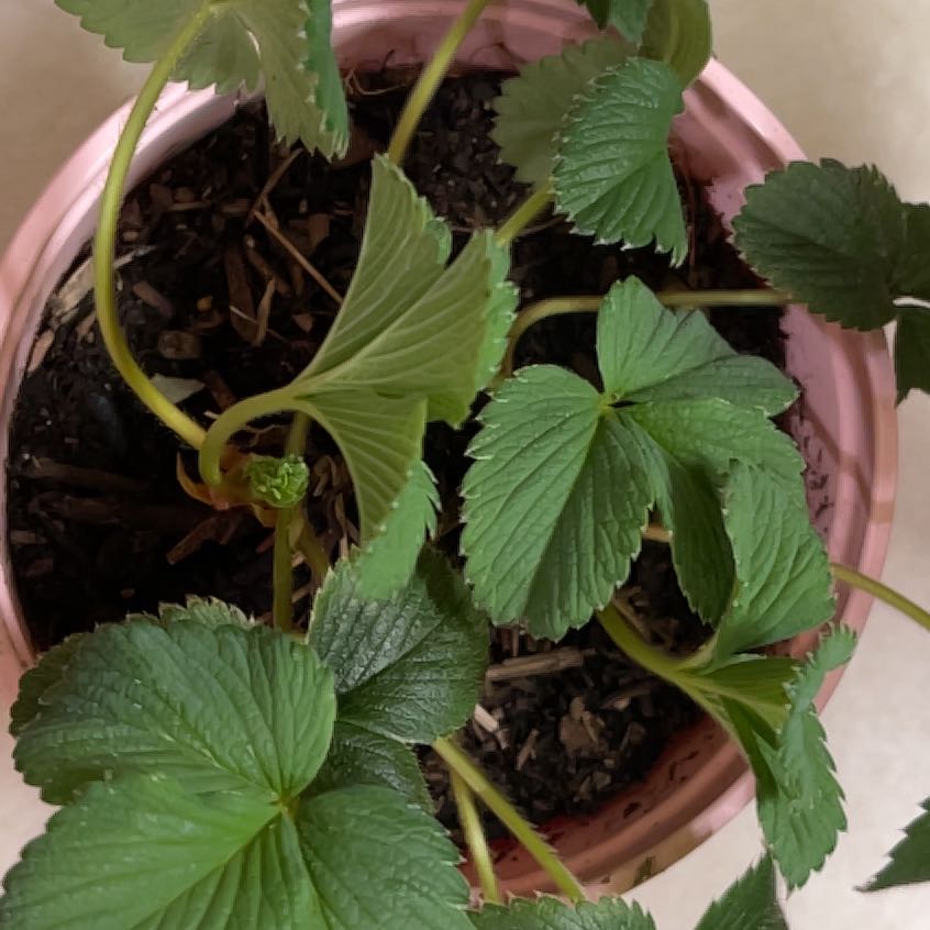 Photo of the plant species White Strawberry by @Myswagsgotswag named WS on Greg, the plant care app