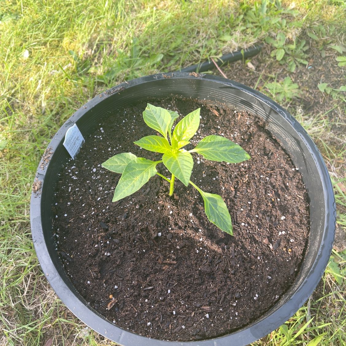Young Banana Pepper plant in a black pot with visible soil, surrounded by grass.