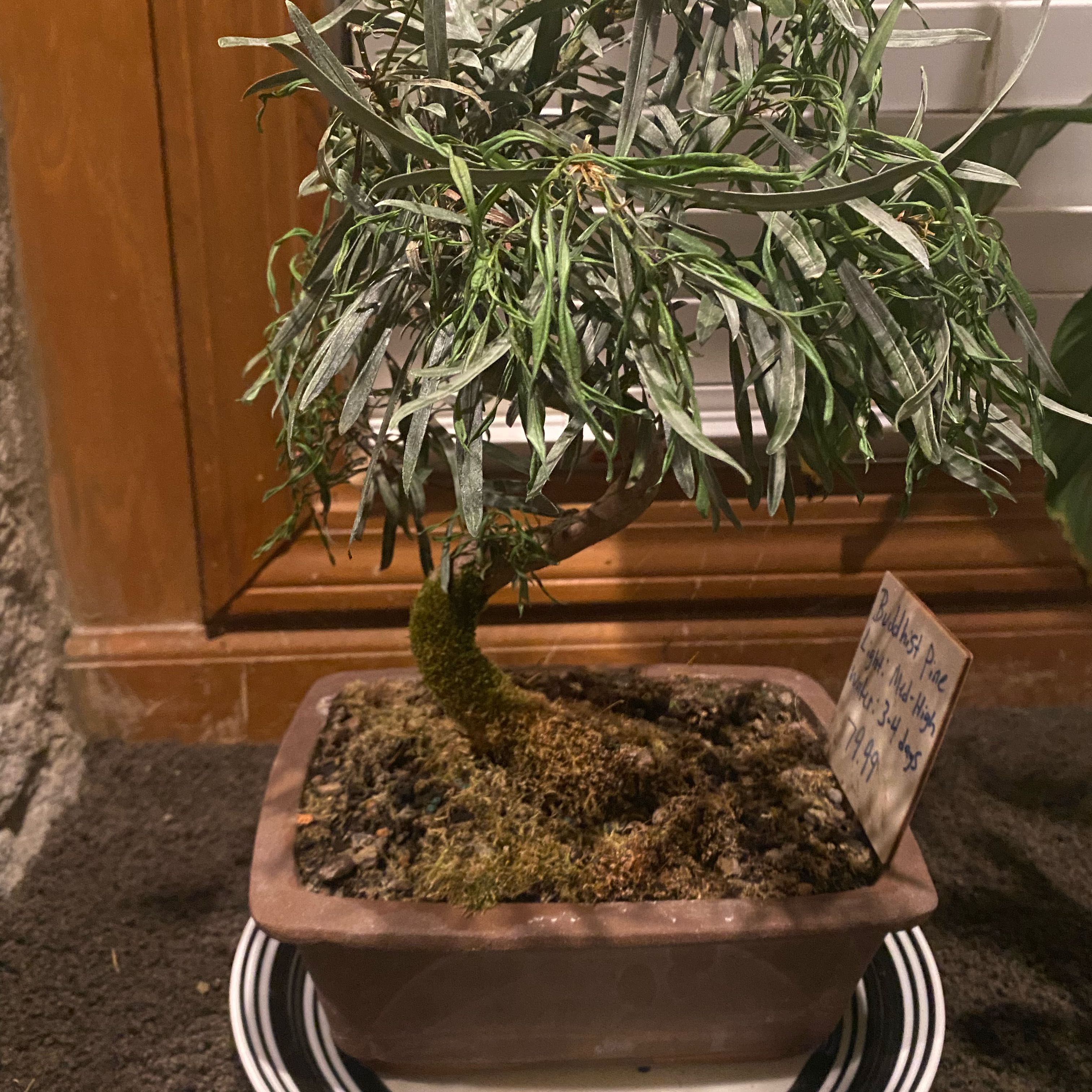 Photo of the plant species Bonsai Dawn Redwood by @SterlingChia named Duke on Greg, the plant care app