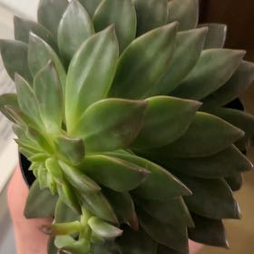 Photo of the plant species Tacisedum 'Solar Flare' by @CuteBalticivy named Bieber on Greg, the plant care app