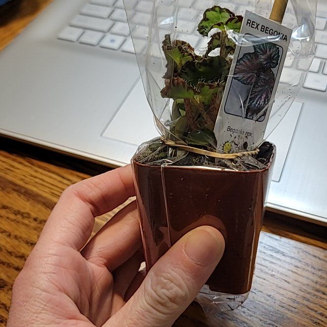 Photo of the plant species begonia rex by @SoigneVinemaple named Messi on Greg, the plant care app
