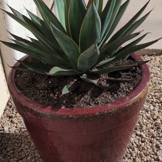 Photo of the plant species Agave Blue Glow by @SolidVaccaria named Reposado on Greg, the plant care app