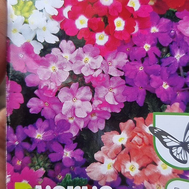 Photo of the plant species Garden Verbena by @FoxyTropical named Xena on Greg, the plant care app