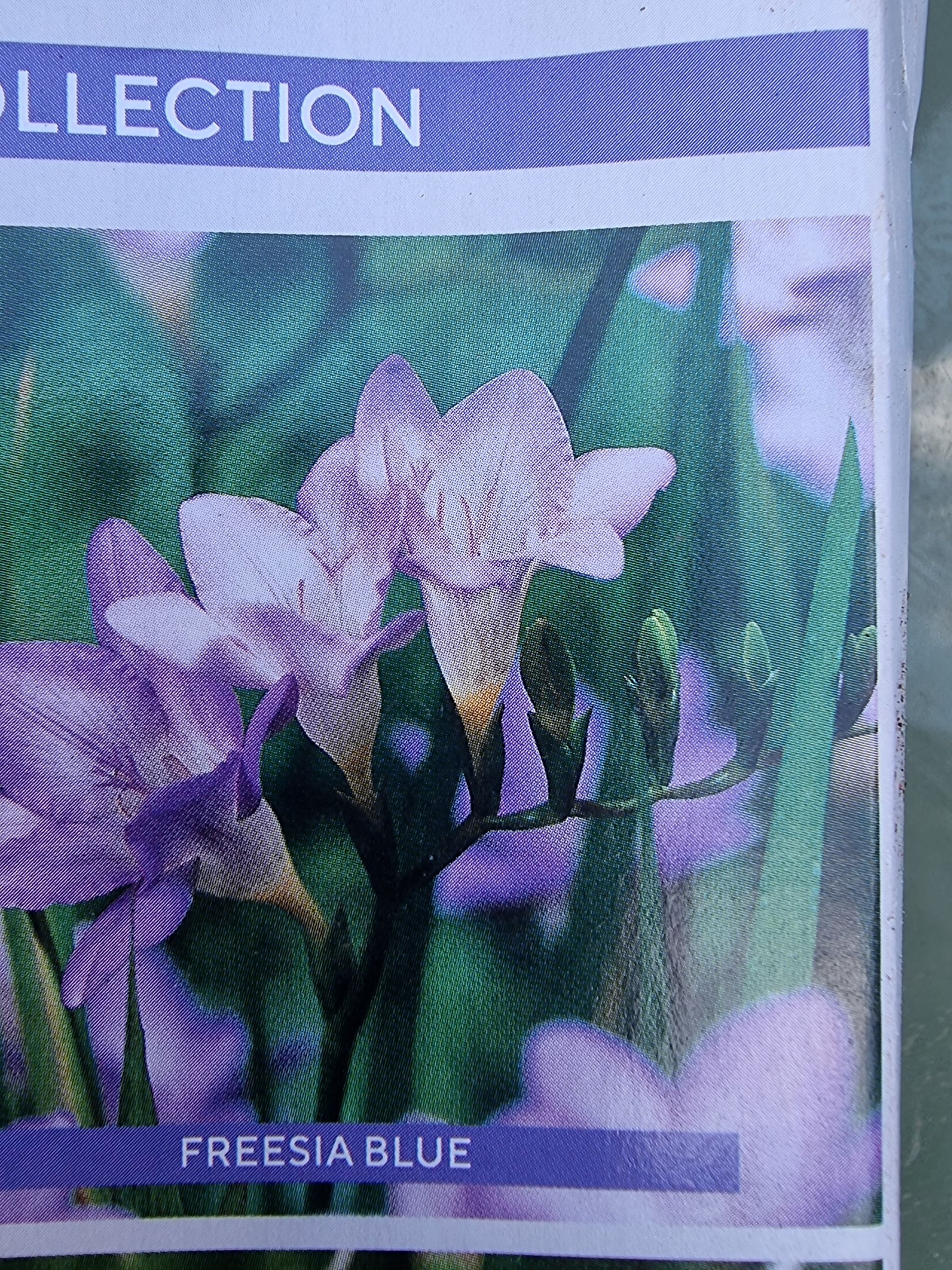Photo of the plant species Freesia by @FoxyTropical named Sonora on Greg, the plant care app