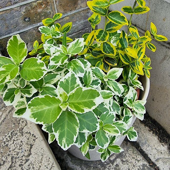 Photo of the plant species Emerald Gaiety Euonymus by @FoxyTropical named Winston on Greg, the plant care app