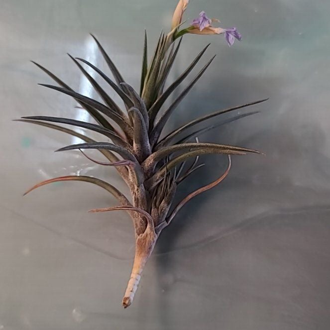 Photo of the plant species Tillandsia jonesii by @DynamicBushlily named Sigmund on Greg, the plant care app