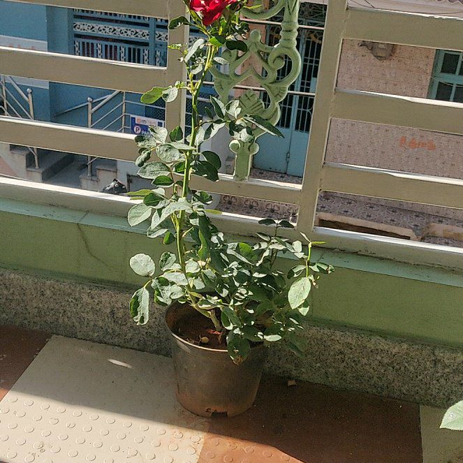 Photo of the plant species White Rose by @ProudCoriander named Figyonce on Greg, the plant care app