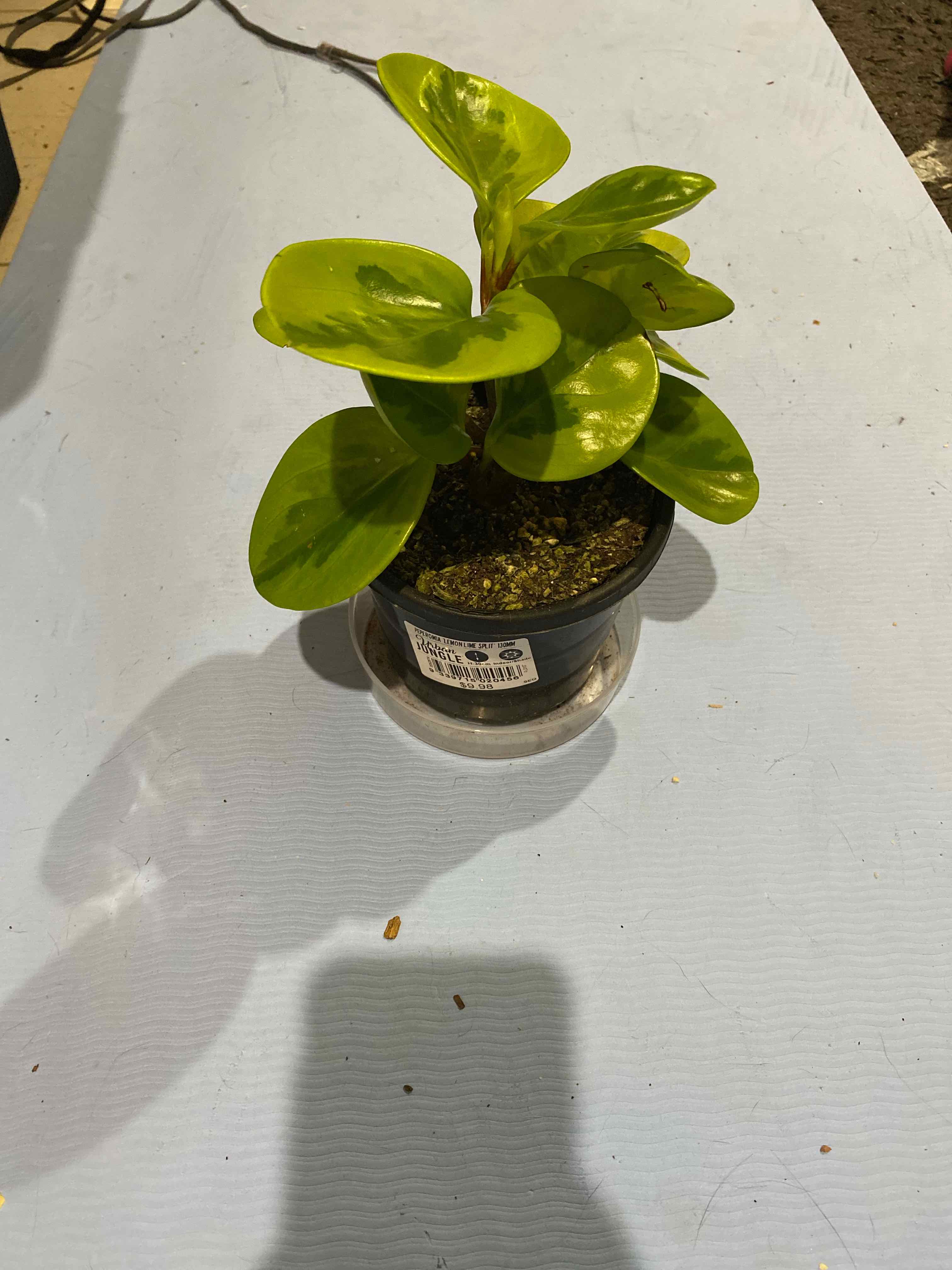 Lemon Lime Peperomia plant in a small pot with vibrant green leaves.