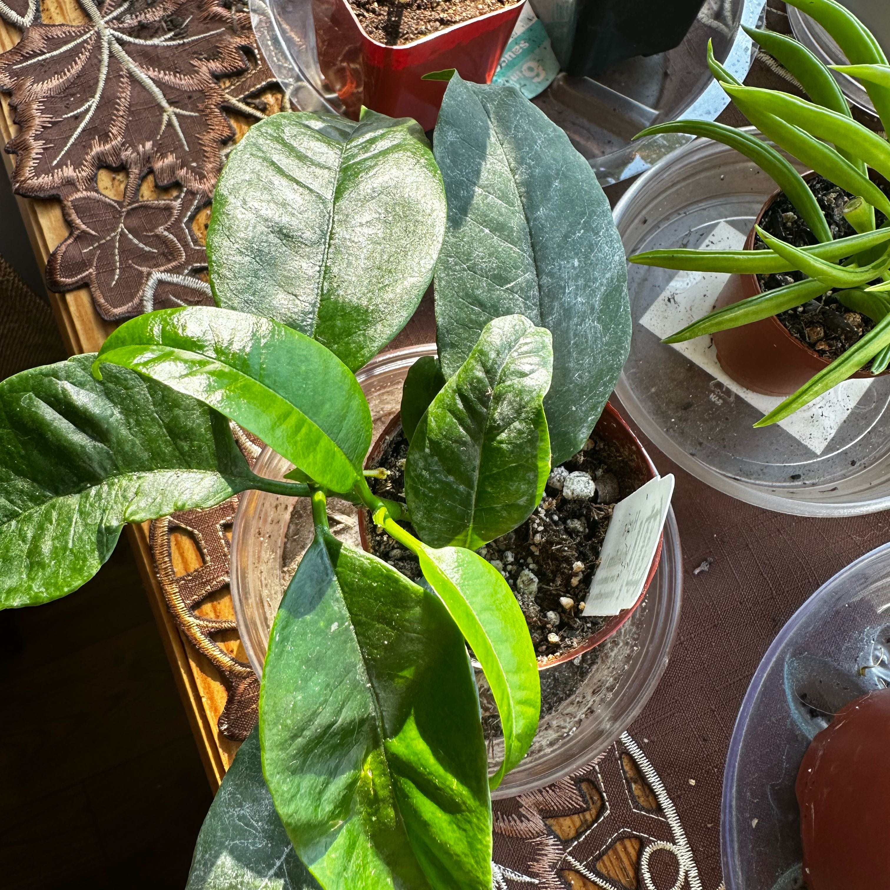 Healthy Shooting Stars Wax Plant with glossy green leaves in a pot, soil visible.