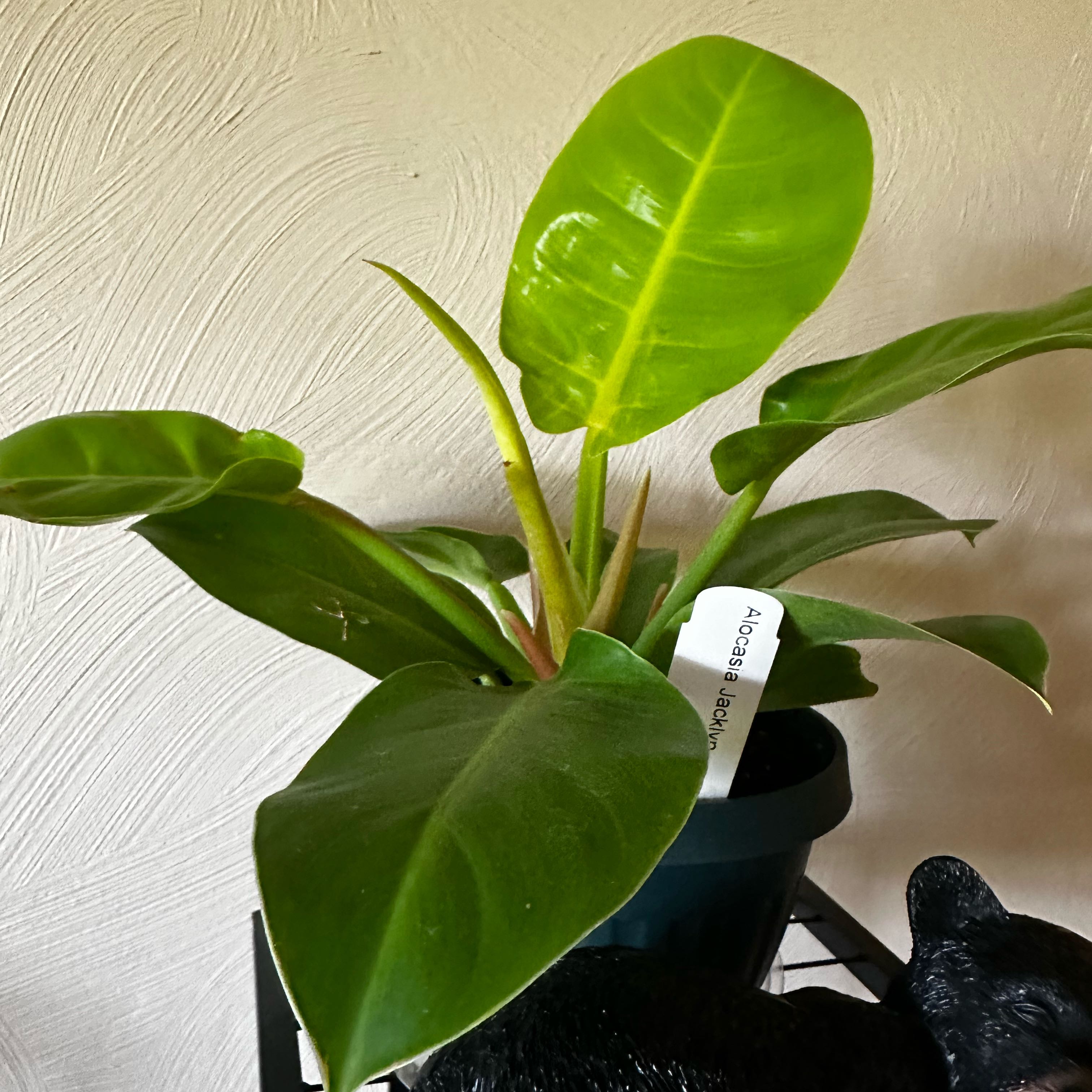 Photo of the plant species Alocasia Green Shield by @RefinedHardpine named Prince on Greg, the plant care app