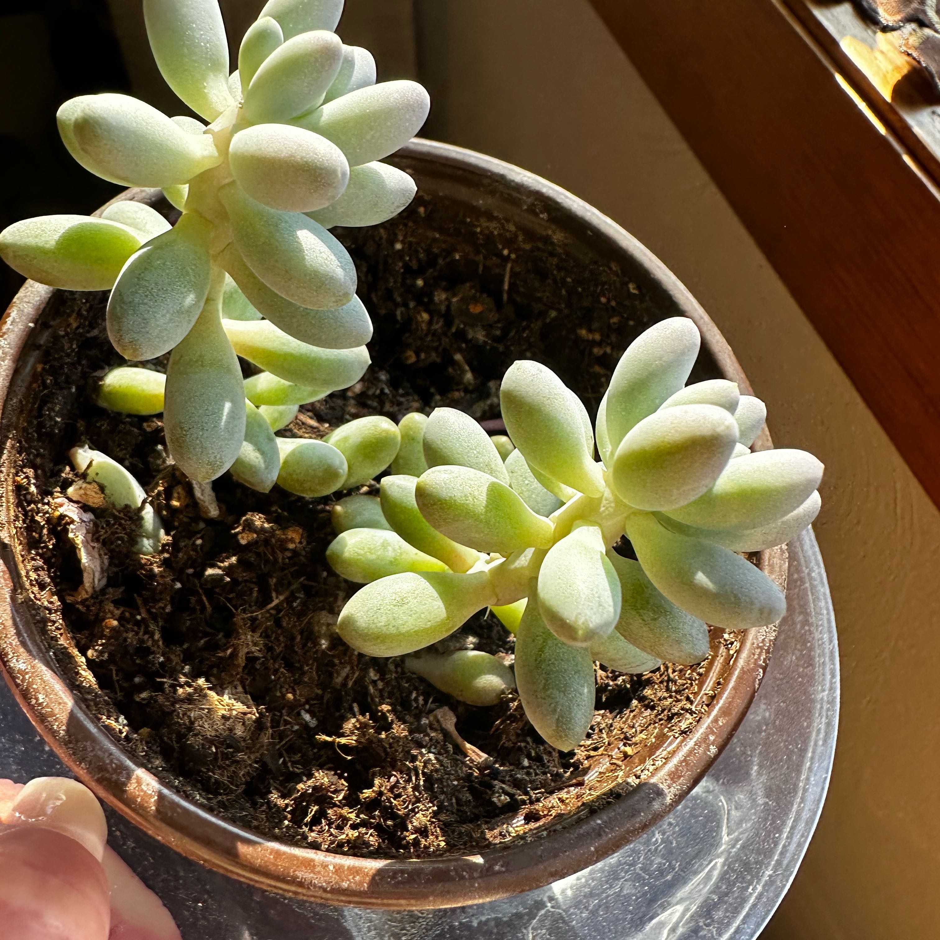 Pachyphytum Baby Finger plant in a pot with visible soil and healthy green leaves.