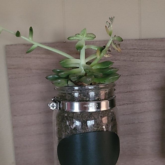 Photo of the plant species Succulent by @StrongAgavenova named Sir Plancelot on Greg, the plant care app