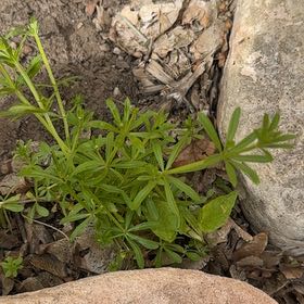Photo of the plant species Goose Grass by @SugarDyebush named Messi on Greg, the plant care app