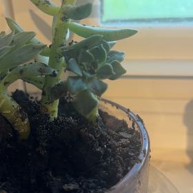 Photo of the plant species Succulent by @SportBunyapine named McKinley on Greg, the plant care app