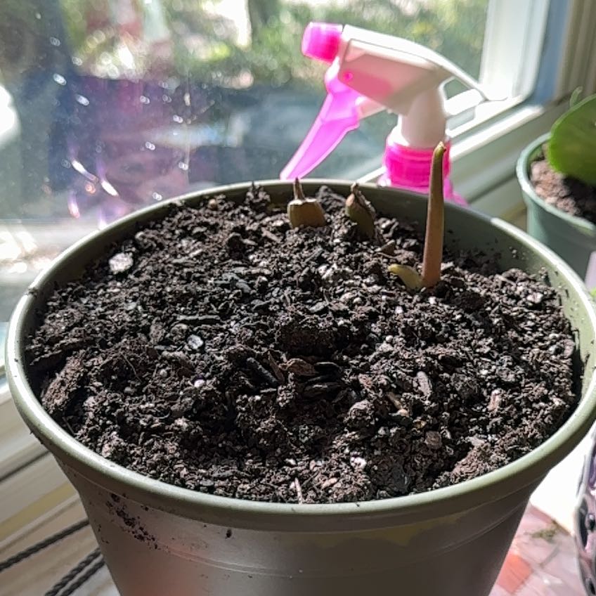 Photo of the plant species Lucky ZZ Plant by @CopiousSoybean named Denali on Greg, the plant care app