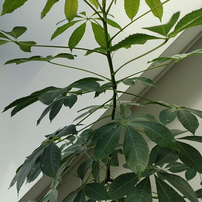 Photo of the plant species Silk Floss Tree by @VitalPokaka named Maya on Greg, the plant care app